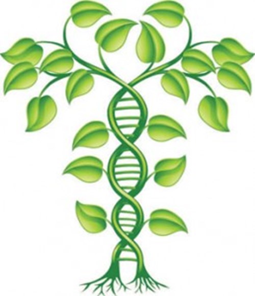 Árbol ADN